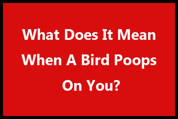What Does It Mean When A Bird Poops On You?